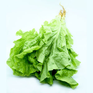 Lechuga Lisa
