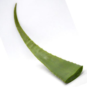 Hoja de sábila