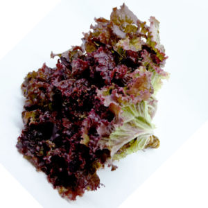 Lechuga Roja