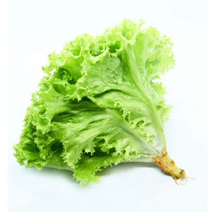 Lechuga Crespa